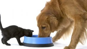 .... Из чего делают Корм для кошек и собак....