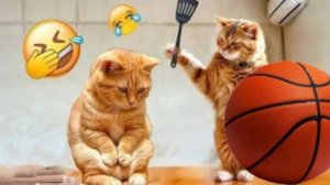 Забавные животные Смешные собаки и кошки видео 2025 😸 🐱🐶🦜 Любимая кошка 😻Приколы с котами