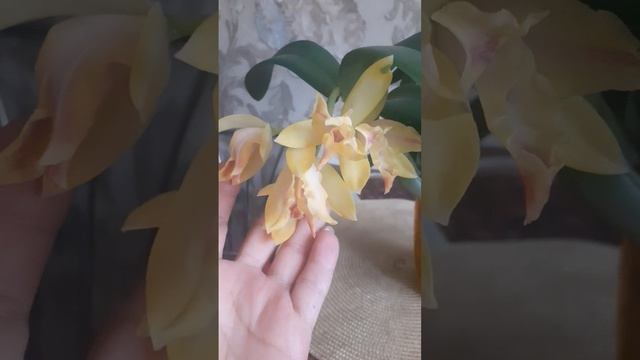 БУКЕТ #shorts #цветы #орхидеи #orchid #flowers #орхидеидляначинаю смотреть онлайн