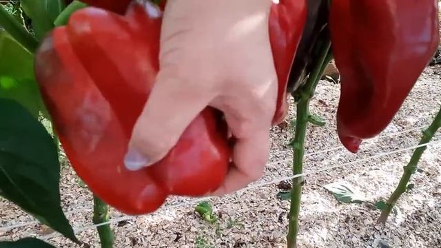 Большой УРОЖАЙ ПЕРЦЕВ в Сентябре ❗❗❗