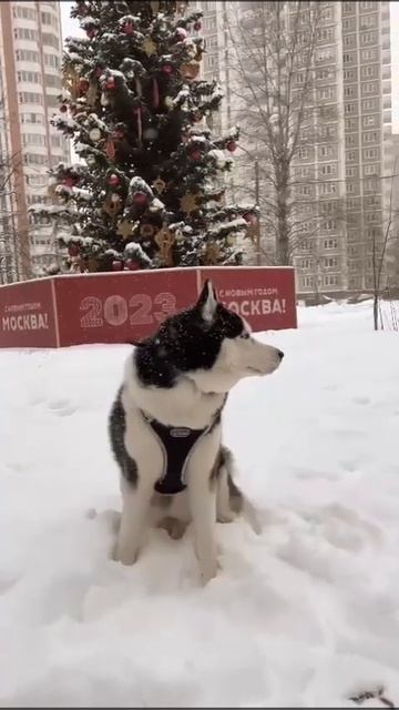 У самого лучшего терапевта есть шерсть и 4 ноги смотреть онлайн