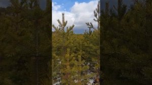 Красивый вид на город Улан-Удэ, в районе Комушки #бурят