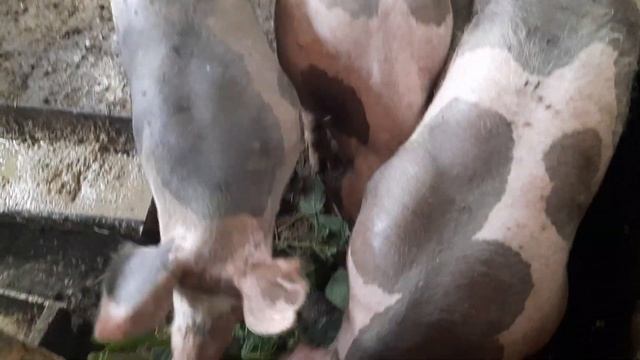 перевели поросят пьетренов в другой сарай смотреть онлайн