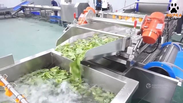 Мурка Машина для мытья овощей и фруктов с распылитель?