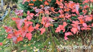 Пузыреплодник калинолистный Amber Jubilee (Янтарный Юбилей)