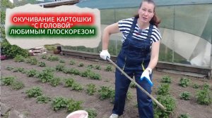 КАК ОКУЧИВАНИЕ КАРТОФЕЛЯ УВЕЛИЧИТ УРОЖАЙ В 2 РАЗА.ТЕХНИКА ОКУЧИВАНИЯ С ЗАЩИТОЙ ОТ КАРТОФЕЛЬНОЙ МОЛИ