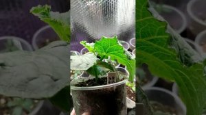 Огурец Петикью F1-домашний огород