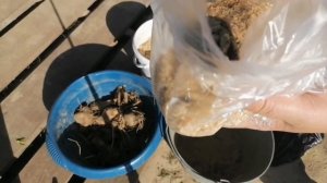 Как сохранить клубни георгин.