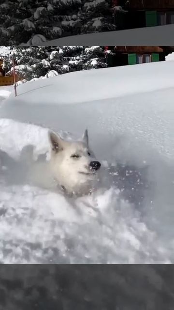 ИДЕАЛЬНОЕ ЗИМА - Вот таким должно быть.... #Зима #Снег #Ид смотреть онлайн