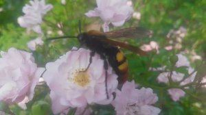 Сколия-гигант, или сколия пятнистая — вид крупных ос из семейства сколий.