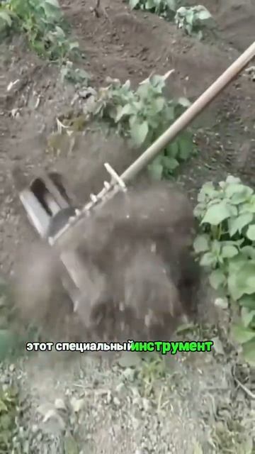 Полоть грядки больше не нужно #длядома #длядачи #распа?