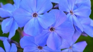 СИНИЕ СИРЕНЕВЫЕ ФЛОКСЫ