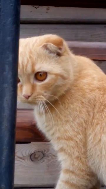 Алекс и газонокосилка.)) смотреть онлайн