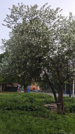 5 июня, только расцвели яблони - Север - Архангельск