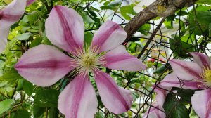 Цветущие заборы