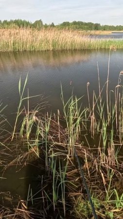 Карась на мах с поклевкой