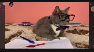 RYTP котики в школе 14 февраля