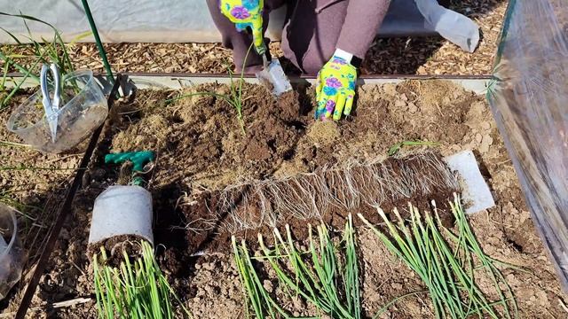 Рассада лука из улитки, посадка в грунт смотреть онлайн