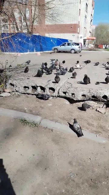 Идём кормить голубей 👍🔥🤗 смотреть онлайн