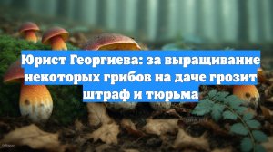 Юрист Георгиева: за выращивание некоторых грибов на даче грозит штраф и тюрьма