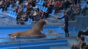 Талантливый морж Миша из Приморского океанариума