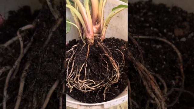 Такка (Tacca). Выращивание дома, выбор грунта и условий. смотреть онлайн