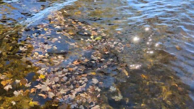 Золотые осенние листья плывут по тихому озеру смотреть онлайн