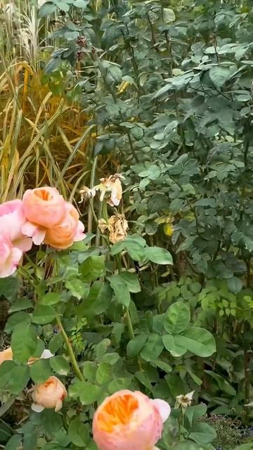 Сад осенью. Осенний сад . смотреть онлайн