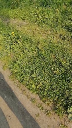 Проспект Ветеранов, утреннее солнце