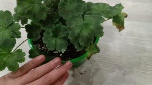 первое цветение пеларгонии та марокканская принцесса