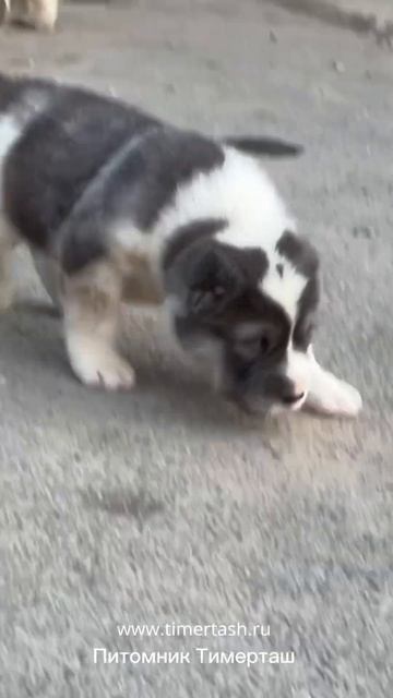 Помет У сезона 2023 Тимерташ От Лори и Майбаха Щенки ТИМ? смотреть онлайн