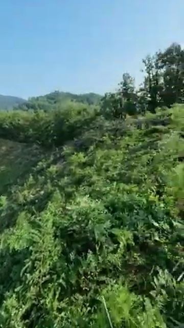 зачистка лесопосадок от сорных кустарников/ мотокосы смотреть онлайн