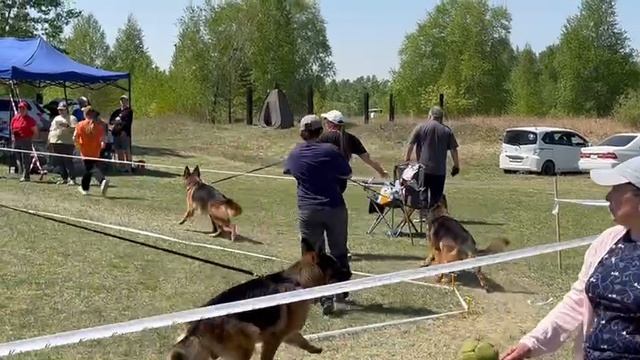 РАБОЧИЙ КОБЕЛИ / КЧК АНГАРСК 25 мая`25 Ю.Скиба Моно немецких овчарок