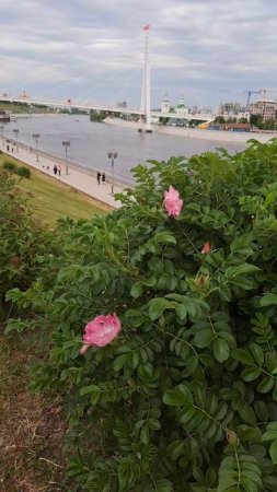 Расцвели цветы шиповника на набережной города Тюмени!