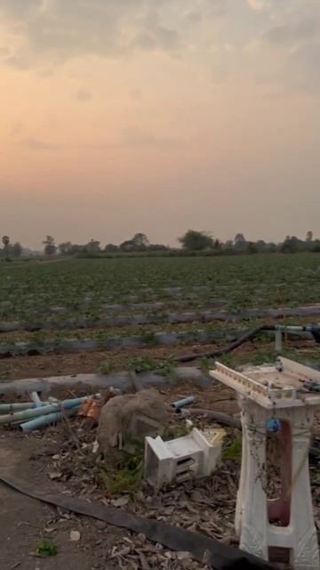 Капельный полив 🌱💦🍉 смотреть онлайн