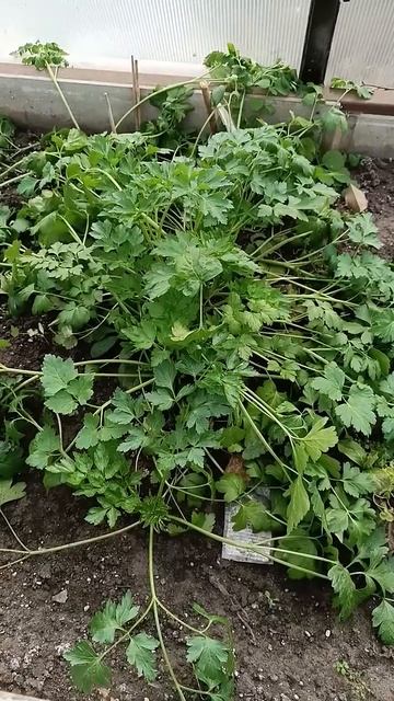 Да как так. 🤷♀️ #дача #дачник #цветы #взаимныелайки # смотреть онлайн