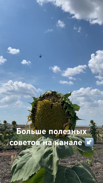 Агрономия Решаем проблемы земли | Опасность АвиаУдара смотреть онлайн