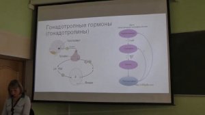Физиология человека и животных. Лекция 7. Гуморальная регуляция организма. Зыбина А. М. edit