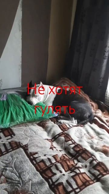 дождь#аст #иваново #жизнь #магнитные бури#сонное царст? смотреть онлайн