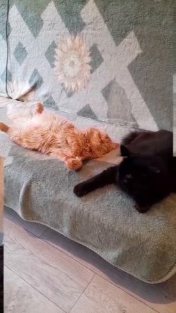 кот