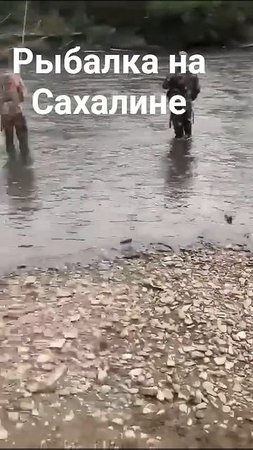 Рыбалка на Сахалине.