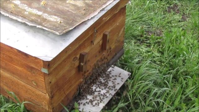 Открываем матковыводной сезон. Заселяем матковыводно смотреть онлайн