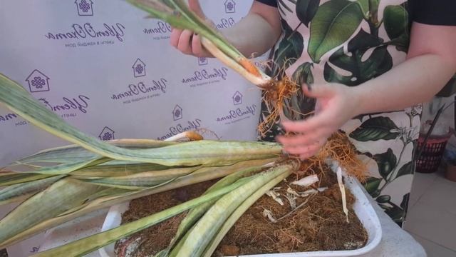 Пересадка Сансевиерии Лаурен. Видео от 11марта 2025г. смотреть онлайн