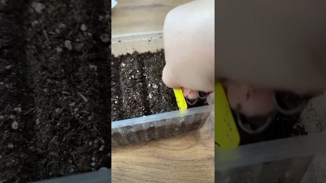 Посев цветов смотреть онлайн