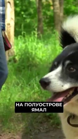 📍Один в лодке, не считая собаки