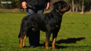 РОТВЕЙЛЕР В ДЕЛЕ... Собака с грозным видом, но мягким се