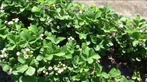 О поливе клубники