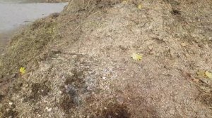 Выбираю конский навоз для пионов и других растений.