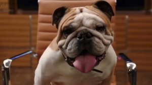 Гевин Белсон и животные на совете директоров. Кремниевая долина / Silicon valley