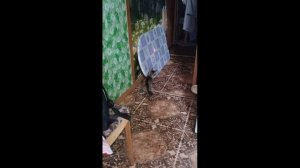 Я тебя поймаю